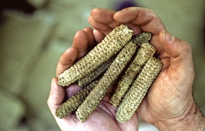 Corn was the crop that showed that man had become farmers and stood and defended their fields.